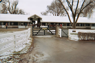 Horses ready to be auctioned off at Keeneland Farms.