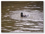 Duck makes himself at home