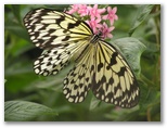 Butterfly inside the Day Butterfuly Center