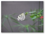 Butterfly at the Day Butterfly Center
