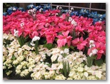Colored poinsettas at the Sibley Horticultural Center