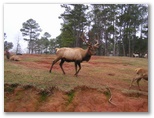 We tried to keep the ones with big horns away from our car