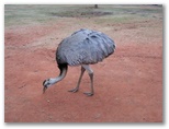 They said to keep our distance from these guys because they peck...we believed them...