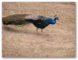 They had a bunch of peacocks