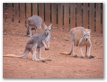 Kangaroos are funny enough by themselves, without any comment