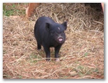 They had a really cute little piglet for sale