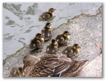 Along the river, we ran into a duck with a bunch of ducklings.