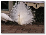 Tammy had to stalk the peaocks forever to finally catch one doing this.