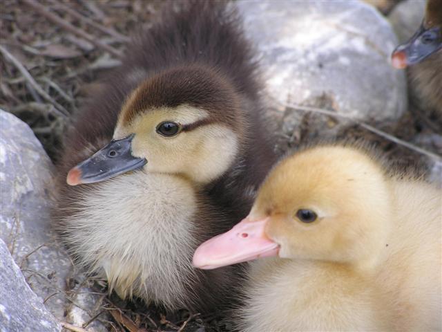 babyducks.jpg