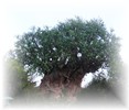Animal Kingdom